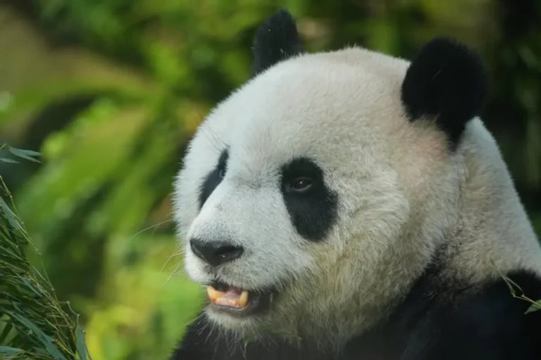 Panda Master: Promo Codes, Gameplay, and Safety Checks