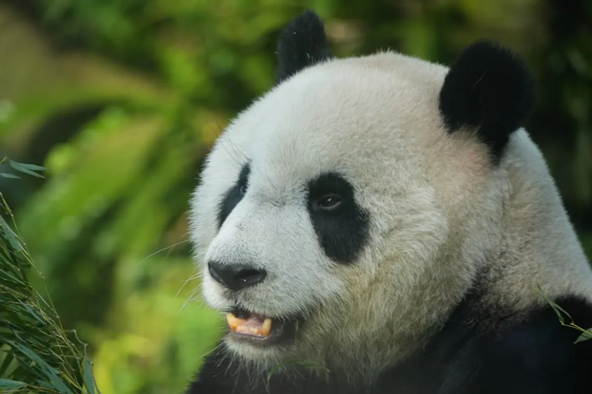 Panda Master: Promo Codes, Gameplay, and Safety Checks